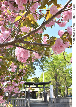 Kawaguchi walk: Mitsuwa Hikawa Shrine, double cherry blossoms, Mitsuwa, Kawaguchi City 107884301