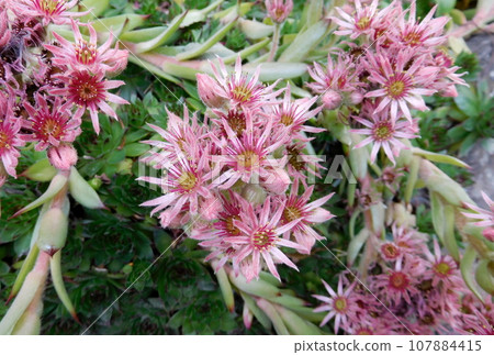 Iceland Summer Akureyri Botanical Garden Sempervivum transcaucasicum Iceland Summer Akureyri Botanical Garden Sempervivum transcaucasicum 107884415