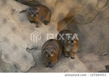 非洲蹄兔看著我 非洲蹄兔看著我 107884451