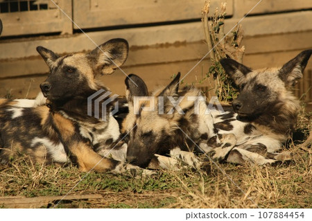 A dignified Lycaon A dignified Lycaon 107884454
