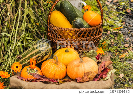 Autumn harvest of pumpkins and squash in a basket on the grass 107884485