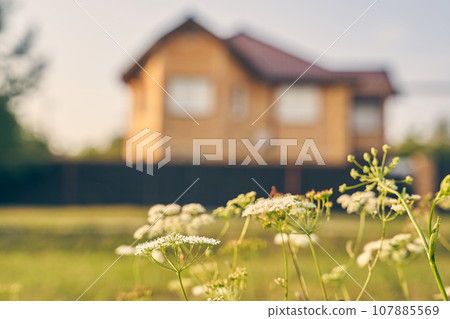 The house is mortgaged. Selective focus on yarrow, blooming on the background of a country house. The concept of country life,. High quality photo 107885569