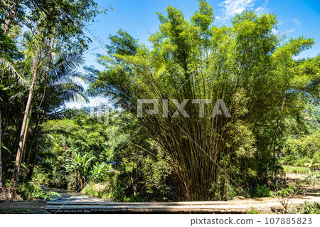 Landscape view of Atalaia Park, Itajai City, Brazil. Parque Nacional da Serra do Itajai 107885823