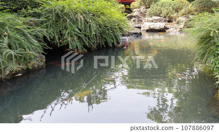 koi fish in the garden pond 107886097