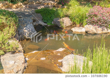 koi fish pond in the garden koi fish pond in the garden 107886190