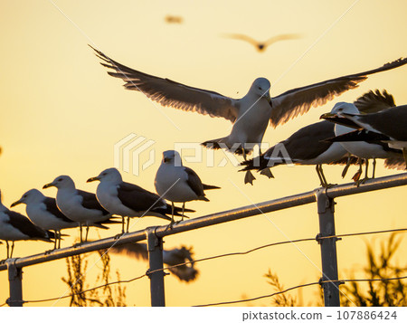 黑尾鷗降落在柵欄上 107886424