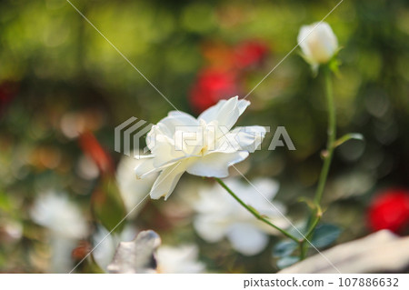 Beautiful white roses flower in the garden Beautiful white roses flower in the garden 107886632