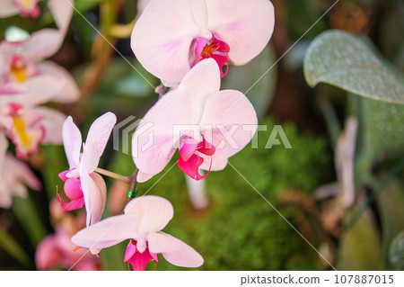 Beautiful Phalaenopsis Orchid flower blooming in garden floral background 107887015