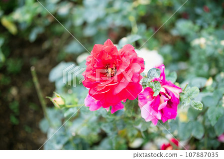 Beautiful red roses flower in the garden 107887035