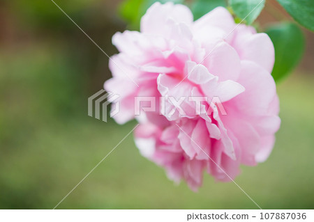 Beautiful colorful pink roses flower in the garden Beautiful colorful pink roses flower in the garden 107887036