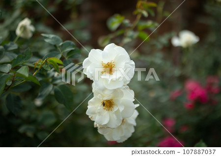 Beautiful white roses flower in the garden Beautiful white roses flower in the garden 107887037