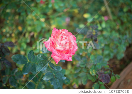 Beautiful colorful pink roses flower in the garden 107887038