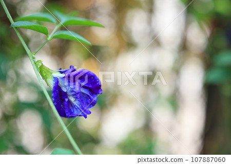 close up blue butterfly pea flower in the garden close up blue butterfly pea flower in the garden 107887060