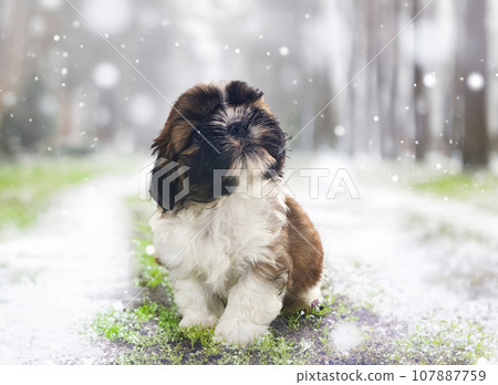 Shih tzu clearance nature