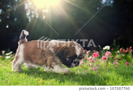 puppy shih tzu in studio puppy shih tzu in studio 107887760