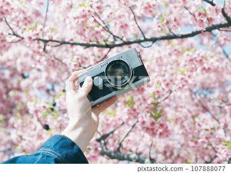 盛開的河津櫻花和底片相機 107888077