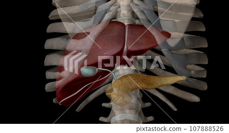 As an endocrine organ, the pancreas secretes the hormones insulin and glucagon. 107888526