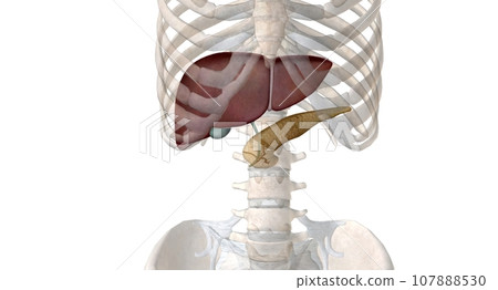 As an endocrine organ, the pancreas secretes the hormones insulin and glucagon. As an endocrine organ, the pancreas secretes the hormones insulin and glucagon. 107888530