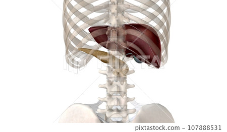 As an endocrine organ, the pancreas secretes the hormones insulin and glucagon. 107888531