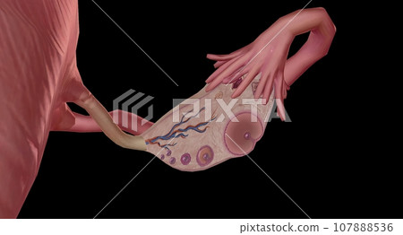 The Ovary Cross section Detailed 107888536