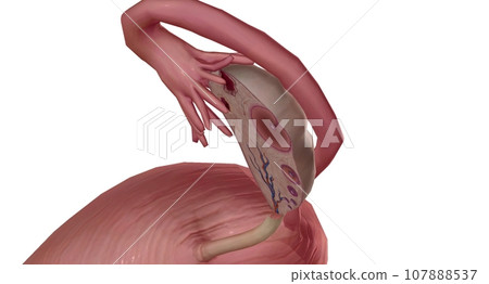 The Ovary Cross section Detailed The Ovary Cross section Detailed 107888537