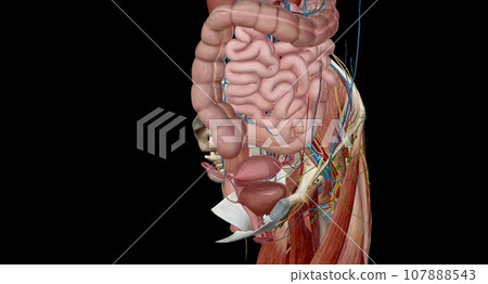 The female reproductive tract is all located within the pelvis. The female reproductive tract is all located within the pelvis. 107888543
