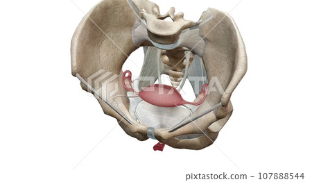 A female is internal reproductive organs are the vagina, uterus, fallopian tubes, and ovaries. A female is internal reproductive organs are the vagina, uterus, fallopian tubes, and ovaries. 107888544