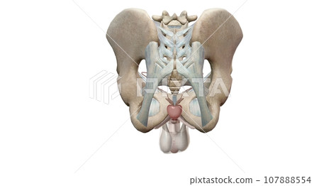 The male reproductive system includes the interior, including the prostate gland, vas deferens, and urethra. The male reproductive system includes the interior, including the prostate gland, vas deferens, and urethra. 107888554