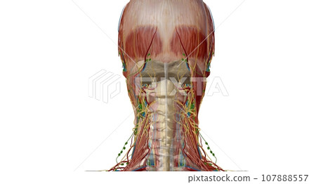 Lymph nodes of the head, neck and arm 107888557
