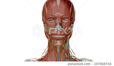 Lymph nodes of the head, neck and arm 107888558