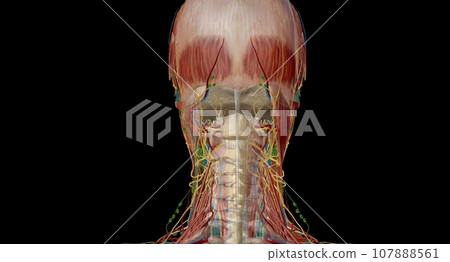 Lymph nodes of the head, neck and arm 107888561