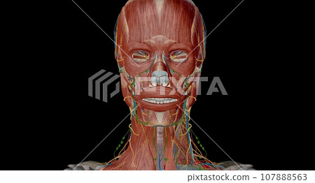 Lymph nodes of the head, neck and arm 107888563