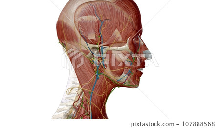 Lymph nodes of the head, neck and arm Lymph nodes of the head, neck and arm 107888568