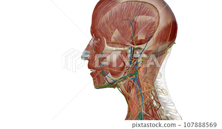 Lymph nodes of the head, neck and arm 107888569