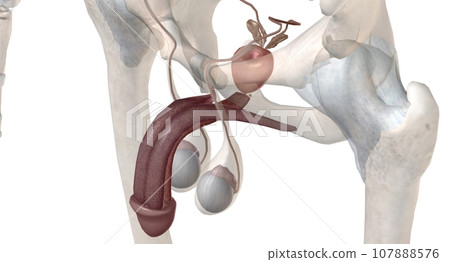 Gonads are glands that produce hormones that are involved in reproduction and other functions of the body. Gonads are glands that produce hormones that are involved in reproduction and other functions of the body. 107888576