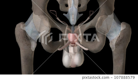 Gonads are glands that produce hormones that are involved in reproduction and other functions of the body. 107888579