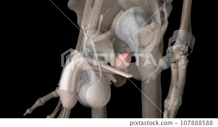 Gonads are glands that produce hormones that are involved in reproduction and other functions of the body. Gonads are glands that produce hormones that are involved in reproduction and other functions of the body. 107888588