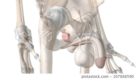 Gonads are glands that produce hormones that are involved in reproduction and other functions of the body. Gonads are glands that produce hormones that are involved in reproduction and other functions of the body. 107888590