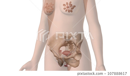 The vulva is the global term that describes all of the structures that make the female external genitalia. 107888617