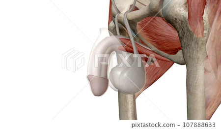 External genitalia male reproductive system External genitalia male reproductive system 107888633