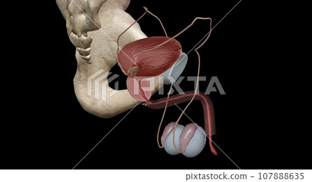 The male reproductive tract system 107888635
