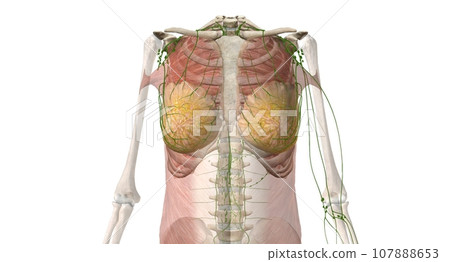 The breast is an apocrine gland that produces the milk used to f The breast is an apocrine gland that produces the milk used to f 107888653