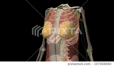 The breast is an apocrine gland that produces the milk used to f The breast is an apocrine gland that produces the milk used to f 107888660