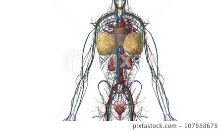 Your adrenal glands are endocrine glands located on top of your Your adrenal glands are endocrine glands located on top of your 107888678