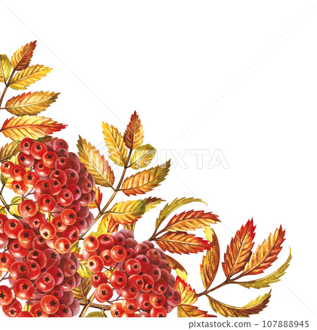 Autumn mountain ash. Corner frame. The watercolor is hand-drawn. Artistic, color, colorized illustration. Isolate. For labels, packages. For example, printed products. For postcard, poster and banner 107888945