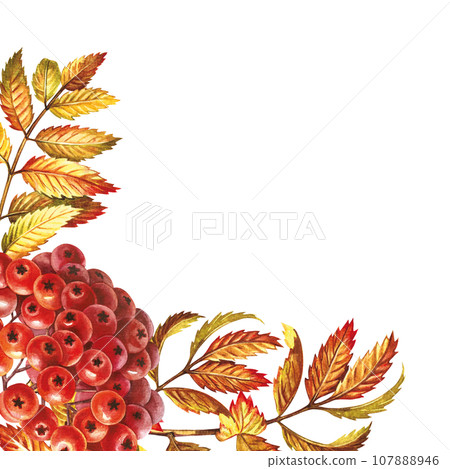 Autumn mountain ash. Corner frame. The watercolor is hand-drawn. Artistic, color, colorized illustration. Isolate. For labels, packages. For example, printed products. For postcard, poster and banner 107888946