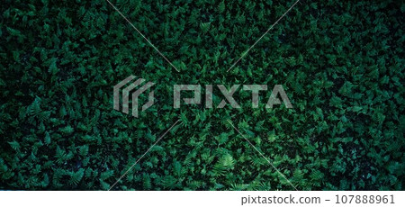 Lush green grass background image Lush green grass background image 107888961