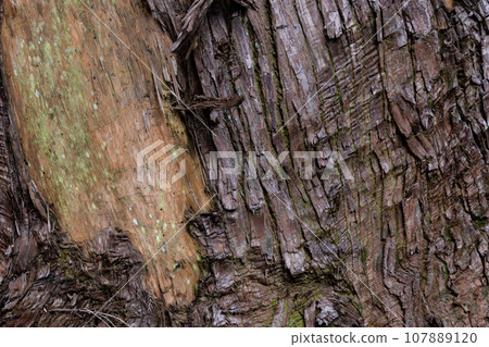 雪松木表面 107889120