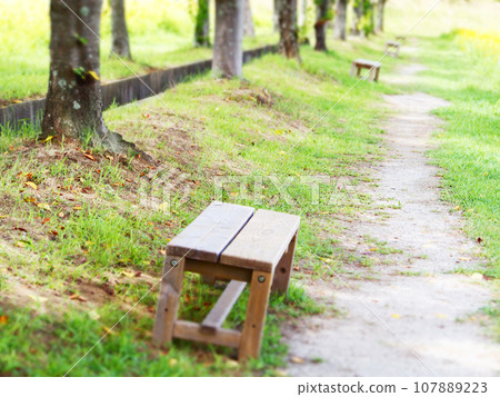 Natural scenery with sunlight filtering through the trees and a simple bench 107889223