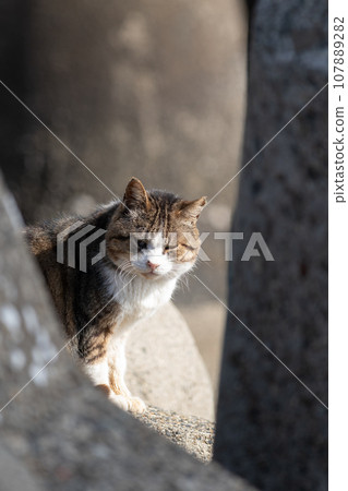 A cat staring at a pheasant cat A cat staring at a pheasant cat 107889282